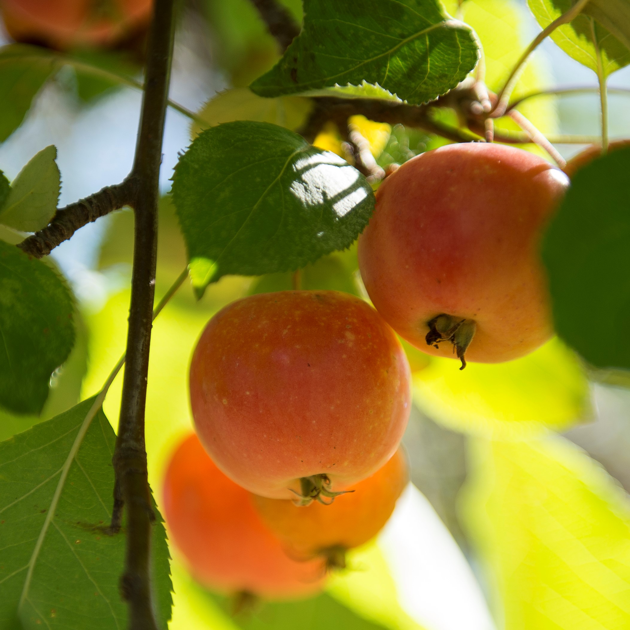 Montana Heritage Orchard Trees For Sale Western Agricultural Research